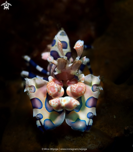 A Harlequin Shrimp