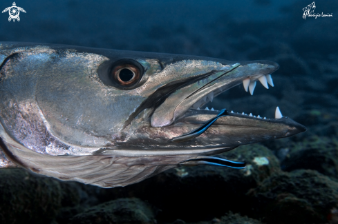 A Barracuda e labridi pulitori , Barracuda and wrasse  