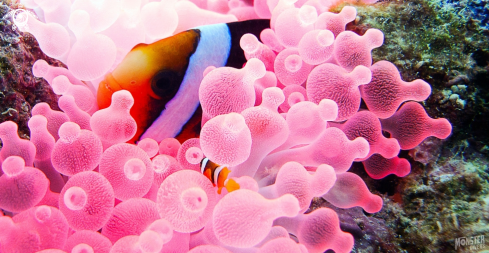 A Allard's clownfish 