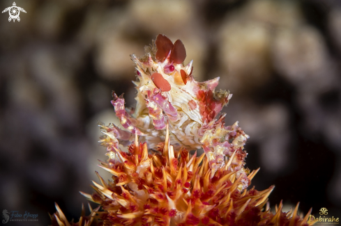 A Candy crab