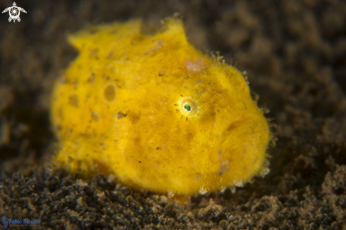 A Frogfish