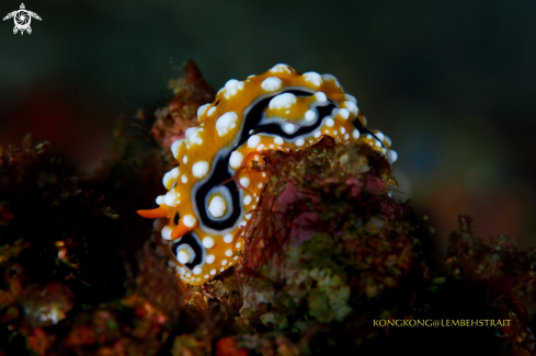 A Nudibranch