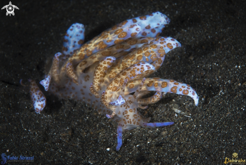 A Solar power nudi