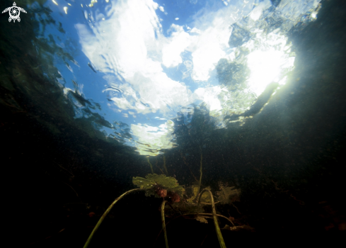 A Forest lake