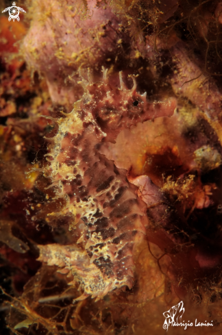 A Hippocampus guttulatus | Sea horse