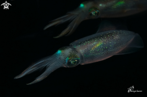 A Sepioteuthis lessoniana | Squids