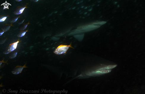 A Grey nurse shark