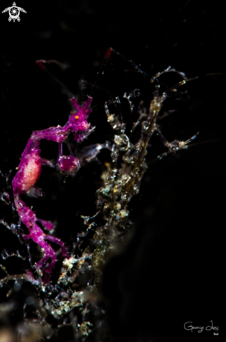 A Skeleton Shrimp 