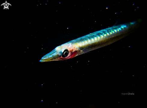 A  Sphyraena  | Baby Baracuda