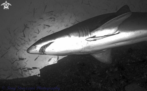 A Grey nurse shark