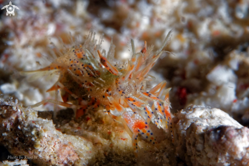 A Phyllognathia ceratophthalmus | Tiger shrimp