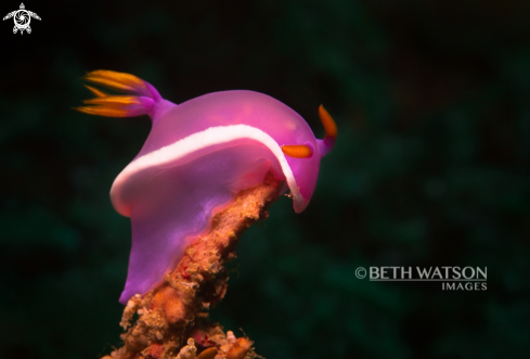 A Dorid Nudibranch