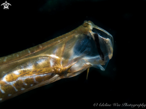 A Aulostomus maculatus | Trumpetfish