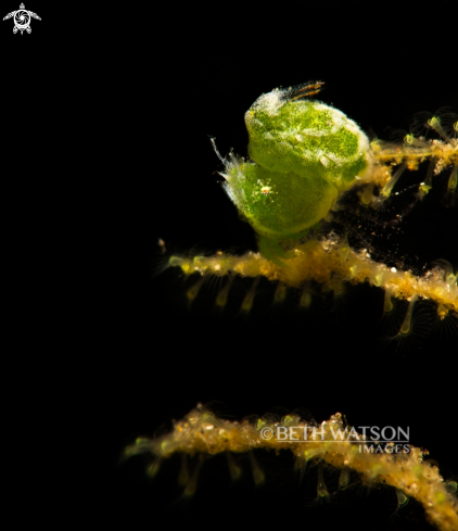 A Green Hairy Shrimp