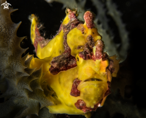 A Frog fish