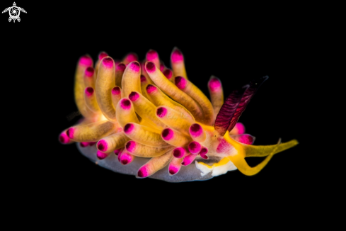 A Nudi