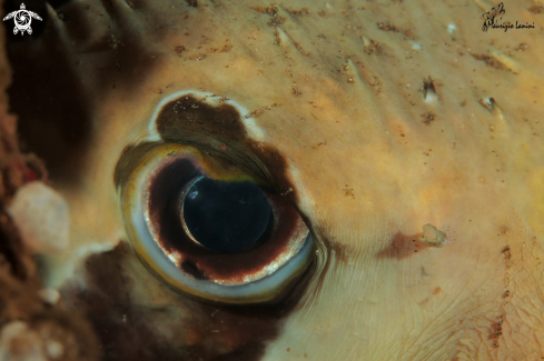 A Longspined porcupinefish 