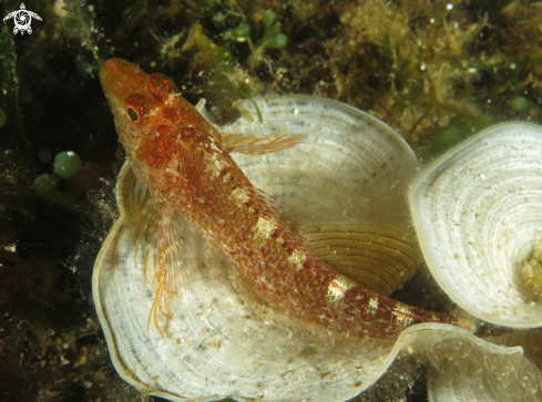 A Tripterygion tripteronotus