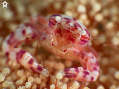 A Porcelain Crab