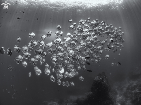 A Platax teira | Longfin Batfish