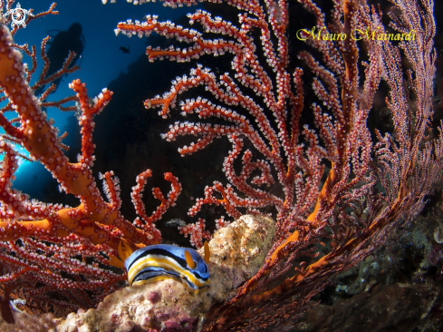 A Nudibranch and Seafan