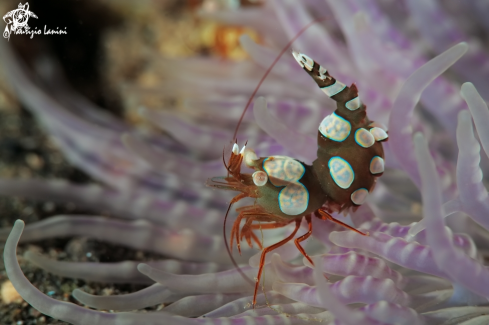 A Sexy anemone shrimp