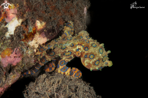 A Blue ringed octopus