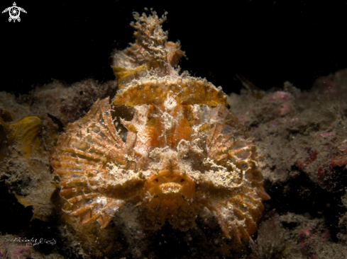 A Merlet's scorpionfish