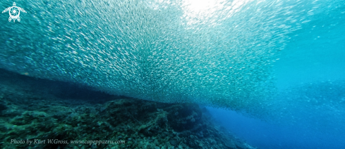 A Sardines