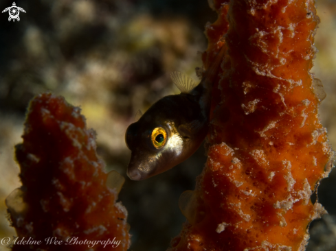 A Canthigaster rostrata | Caribbean sharp-nose puffer