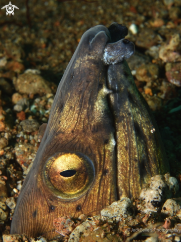 A Black finned Snake Eel