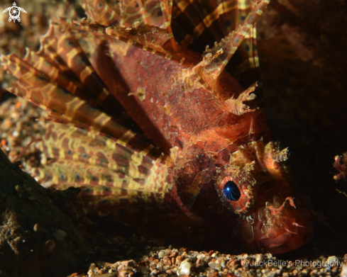 A Shortfin Lionfish