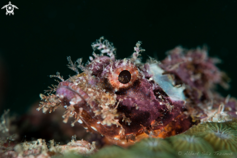 A Scorpion fish