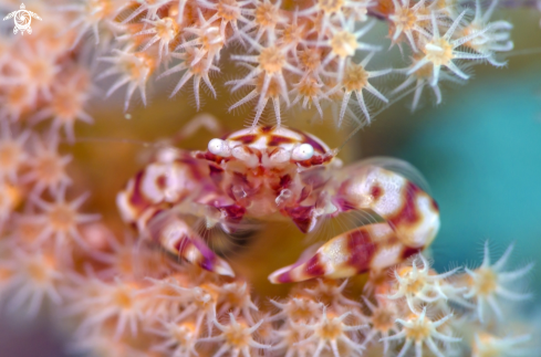 A Porcelain Crab