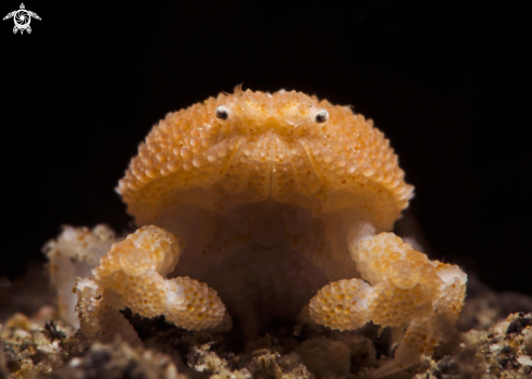 A Pearl Granular Crab