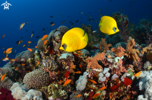 A Red Sea Reef