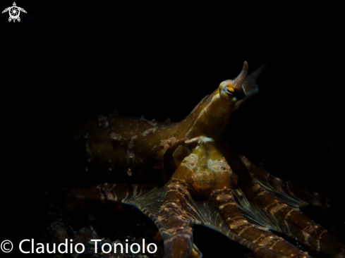 A Mimic Octopus | Mimic Octopus