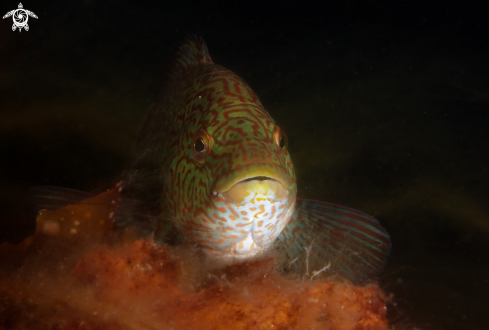 A Ballan Wrasse