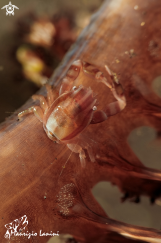 A Porcellanella triloba | Porcellanella triloba 