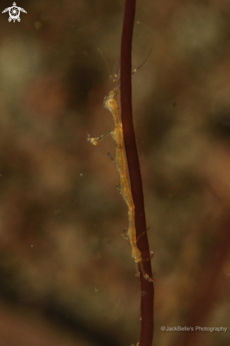 A Skeleton Shrimp