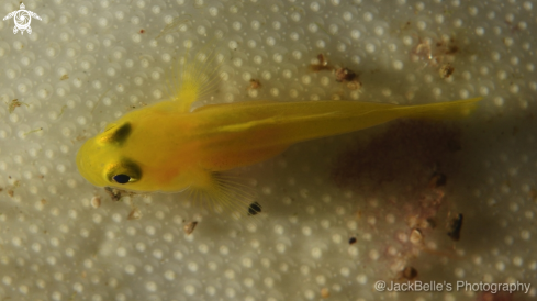 A Gobiodon | Goby