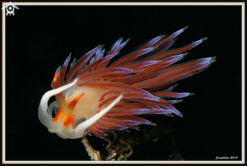 A Cratena peregrina  | nudibranch