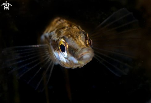 A Fifteen-spined stickleback