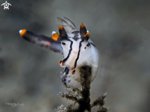 A Nudibranch