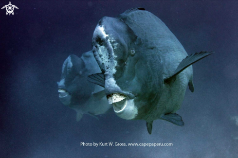 A Pumphead Parrotfish