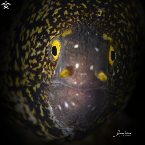 A Honeycomb Eel