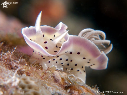 A underwater creature