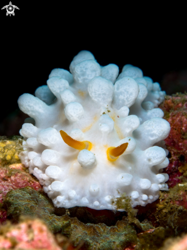 A Phyllidia ocellata | Nudibranch