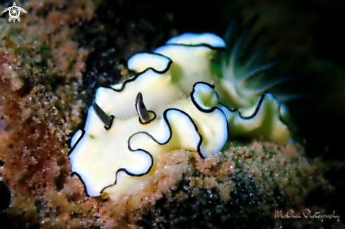 A Chromodoris nudibra | Nudibranch