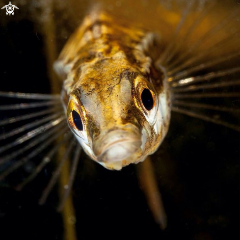 A Fifteen-spined stickleback